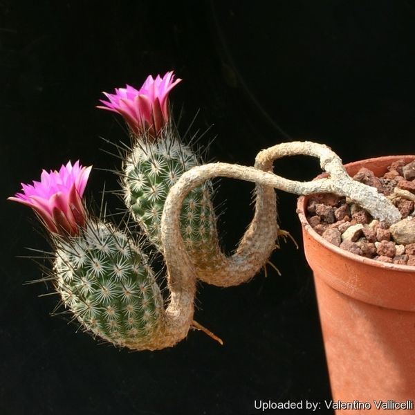Archivo:Thelocactus subterraneus 9713 l.jpg