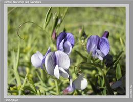 Vicia bijuga.jpg