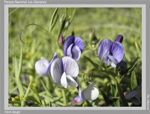 Vicia bijuga.jpg