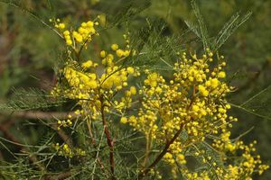 Acacia dangarensis.jpg