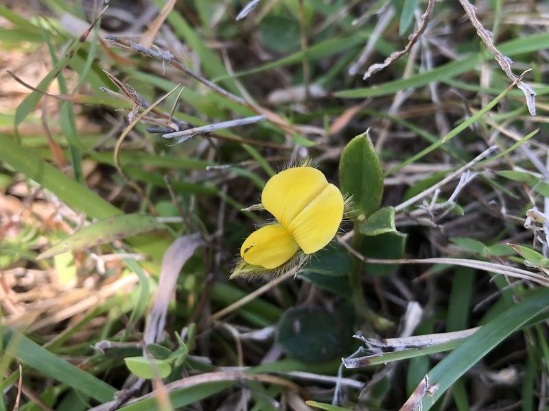 Archivo:Crotalaria chinensis 1.jpeg