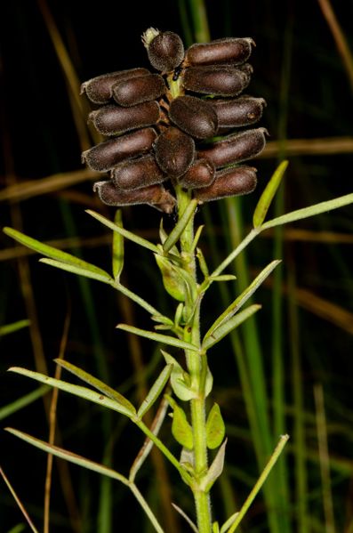 Archivo:Crotalaria goreensis 3.jpg