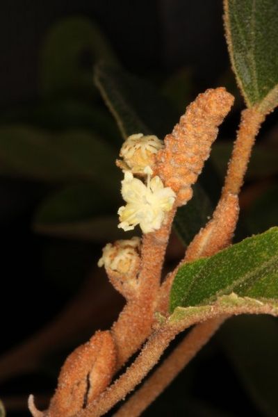 Archivo:Croton bathianus 2.jpg