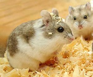 Foto-foto-hamster-campbell-8.jpg