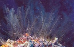 Gymnangium longicauda.jpg