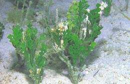 Halimeda incrassata.jpg
