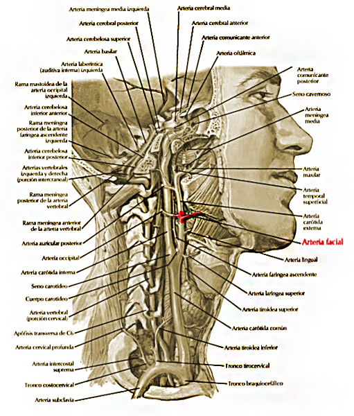 Archivo:Arteria facial.png