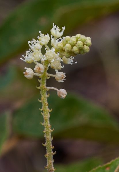 Archivo:Croton hostmannii 3.jpg