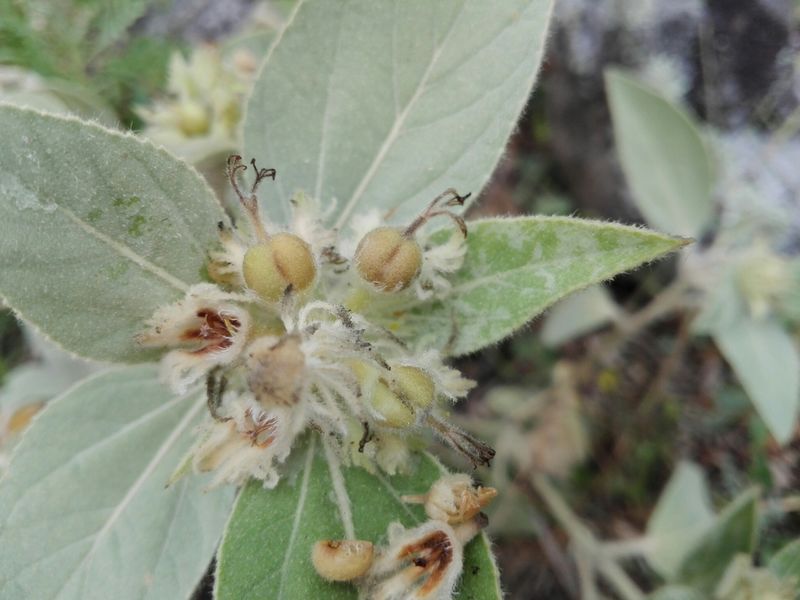 Archivo:Croton subpannosus 1.jpeg