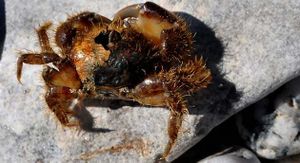 Pilumnushirtellus2.jpg