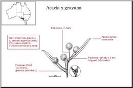 Acacia x grayana.jpg