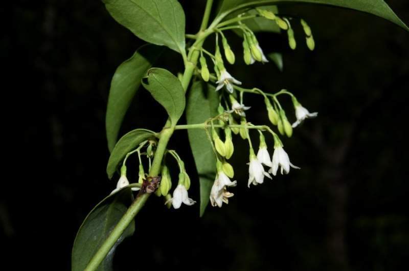 Archivo:Chiococca alba flores.jpg