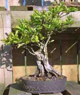 Crataegus-cuneata-bonsai.jpg