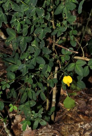 Crotalaria goodiiformis.jpg