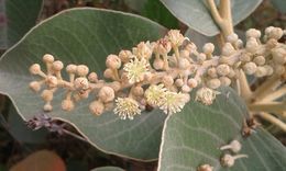 Croton menthodorus.jpg