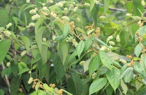 Croton stahelianus.jpg