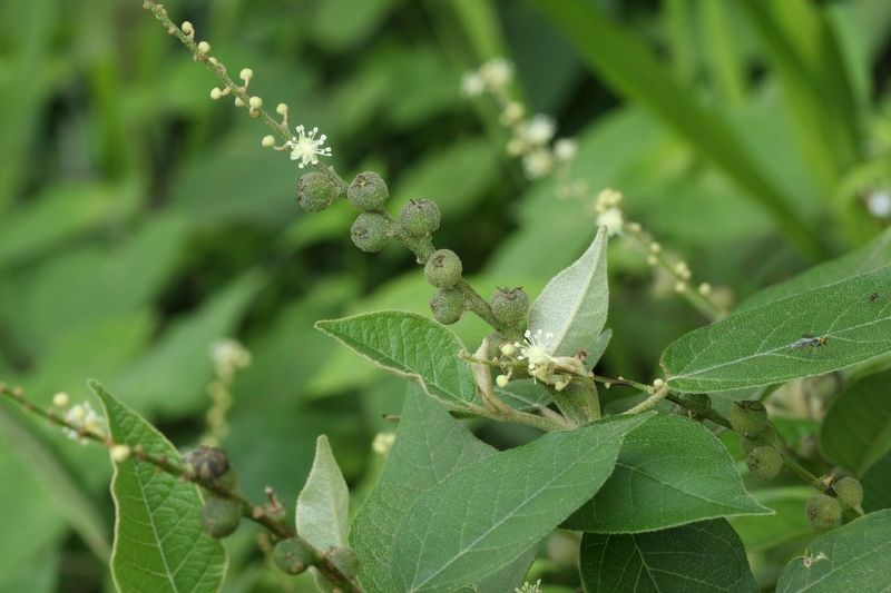 Archivo:Croton xalapensis 1.jpg