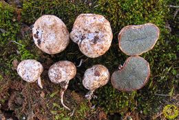 Hysterangium clathroides.jpg