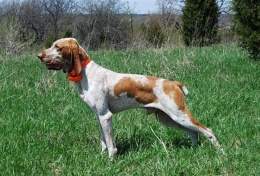 Images-braco italiano.jpg