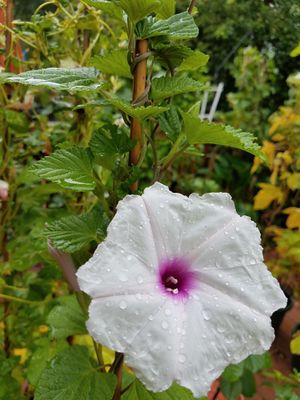 Ipomoea furcyensis.jpg
