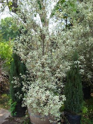 Pittosporum tenuifolium.jpg