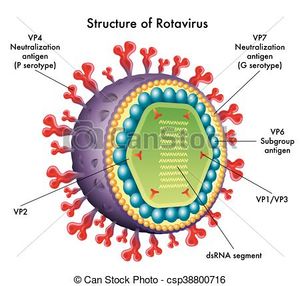 Rotavirus-clip.jpg