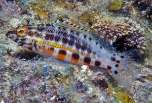 Serranus maytagi.jpg