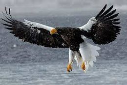 Águila de Steller.jpg