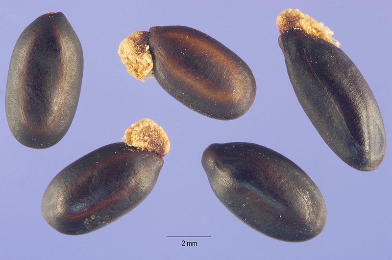 Archivo:Acacia baileyana 5.jpg