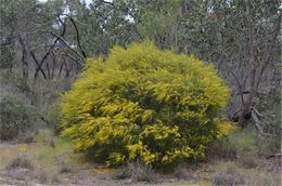 Acacia euthycarpa.jpg