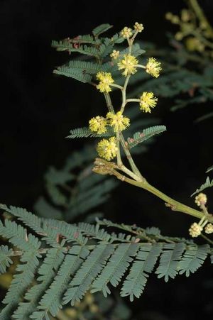 Acacia nanodealbata.jpg