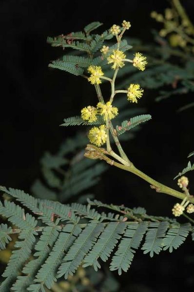 Archivo:Acacia nanodealbata.jpg