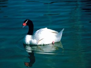 Cisne cuello negro.jpg