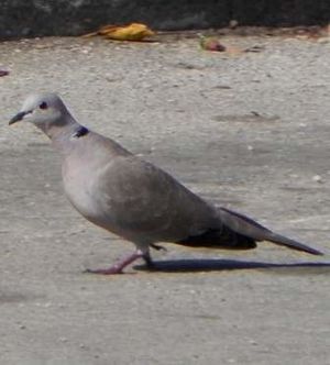Paloma tortola.jpg