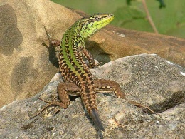 Podarcis carbonellii.jpeg