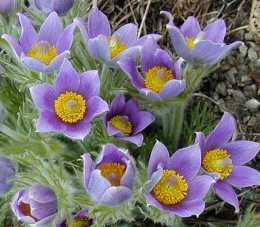 Pulsatilla.JPG