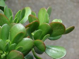 Árbol de Jade.jpg