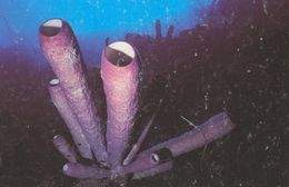 Aplysina archeri.jpg