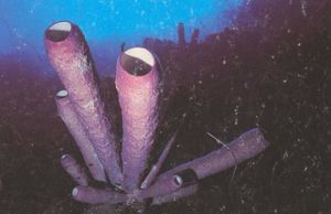 Aplysina archeri.jpg