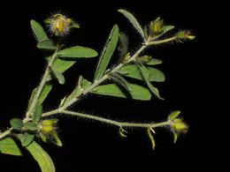 Crotalaria hirta.jpg