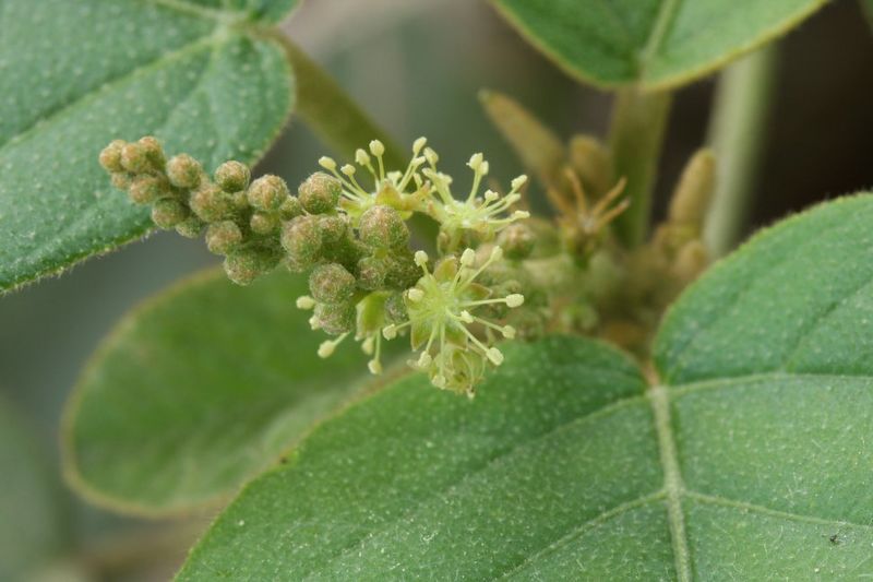 Archivo:Croton payaquensis 3.jpg