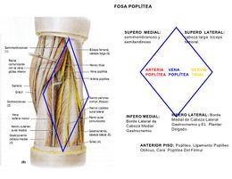 Fosa poplítea.jpg