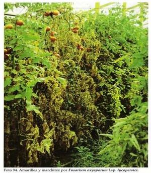 Fusariosis del tomate.jpg