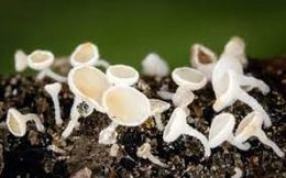 Lachnum virgineum1.jpg