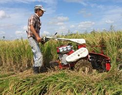 Segadora arroz.JPG