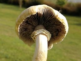 Stropharia coronilla 12.jpg