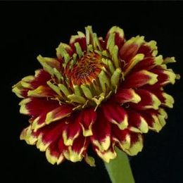 Zinnia haageana.jpg