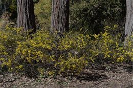Acacia gordonii.jpg