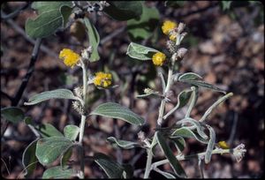 Acacia humifusa.jpg