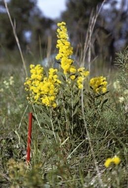 Acacia nervosa.jpg